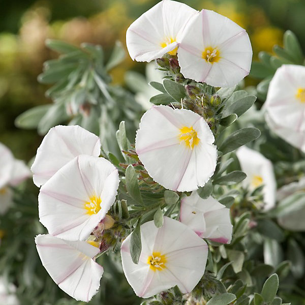 2 x Liseron cneorum - Convolvulus cneorum- 25-30 cm pot