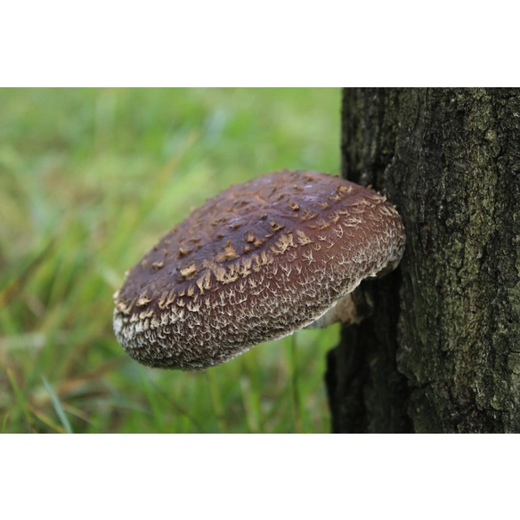 Impfstäbchen Bio Shiitake, für den Garten