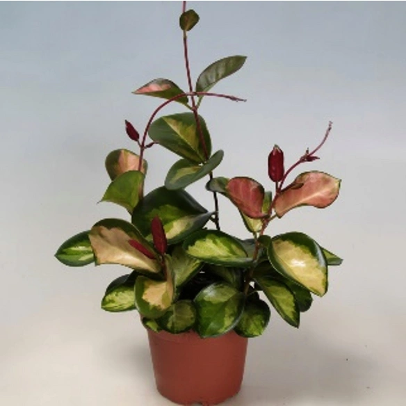 Blühpflanze »Hoya carnosa«, Wachsblume, max. 20 cm, weiss