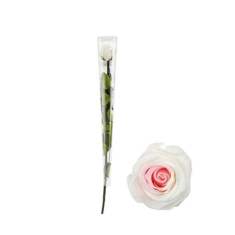 - Roses stabilisées bicolore (lot de 5)