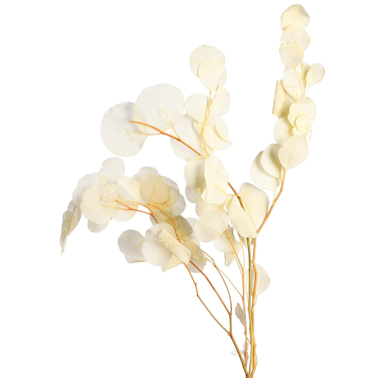 Trockenblumenbund Eukalyptus Weiß,L 450 mm