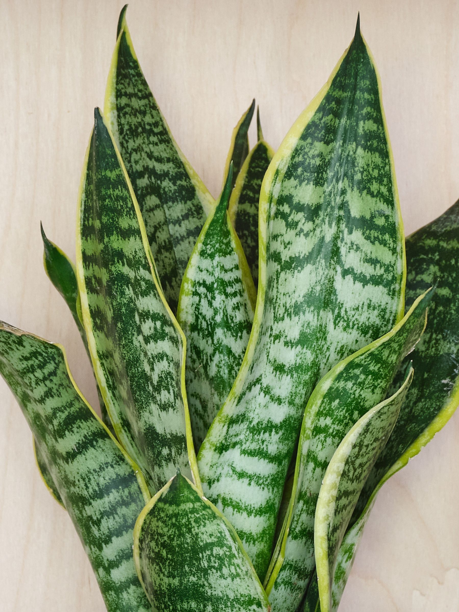 Beards & Daisies Graphite Real Snake Plant in Earthenware Pot Set