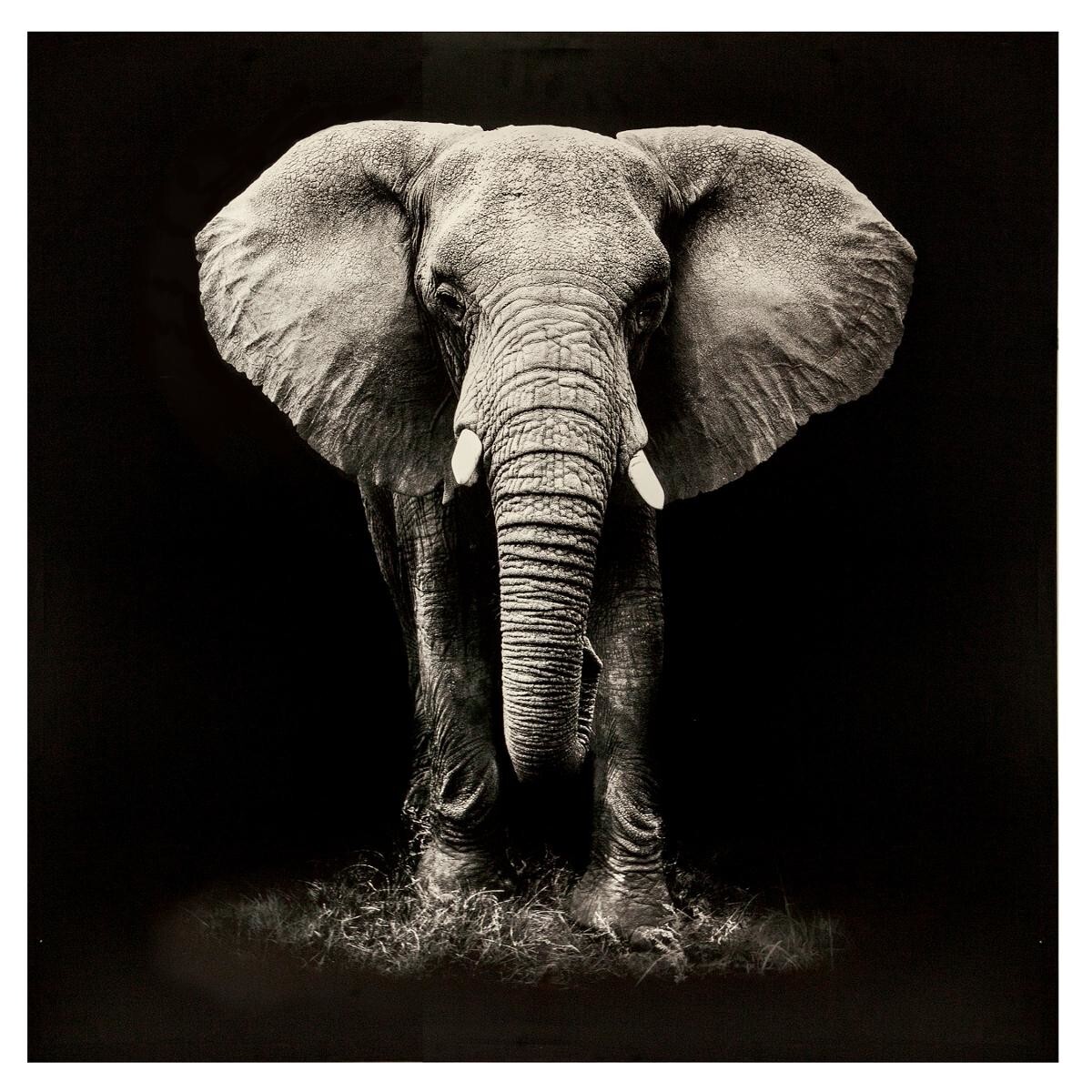 Printed canvas"Animaux" 100x100 cm