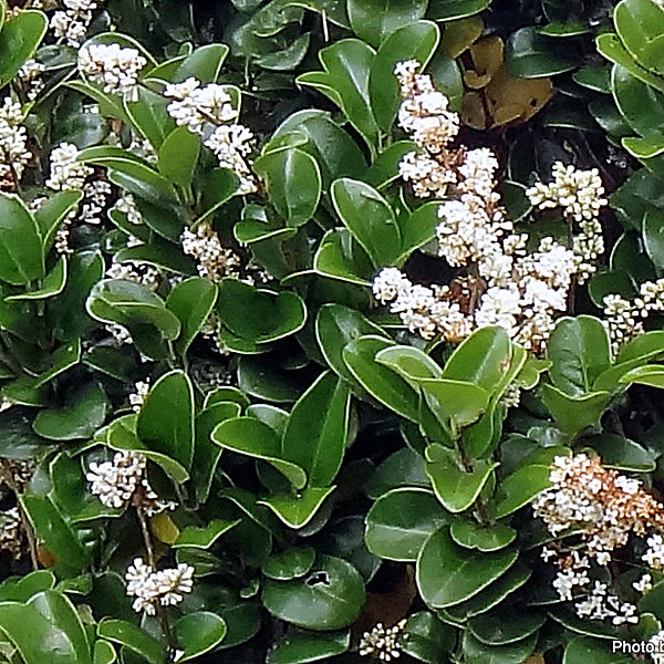 2 x Troène du Japon 'Rotundifolium' - Ligustrum japonicum 'Rotundifolium'- 15-20 cm pot