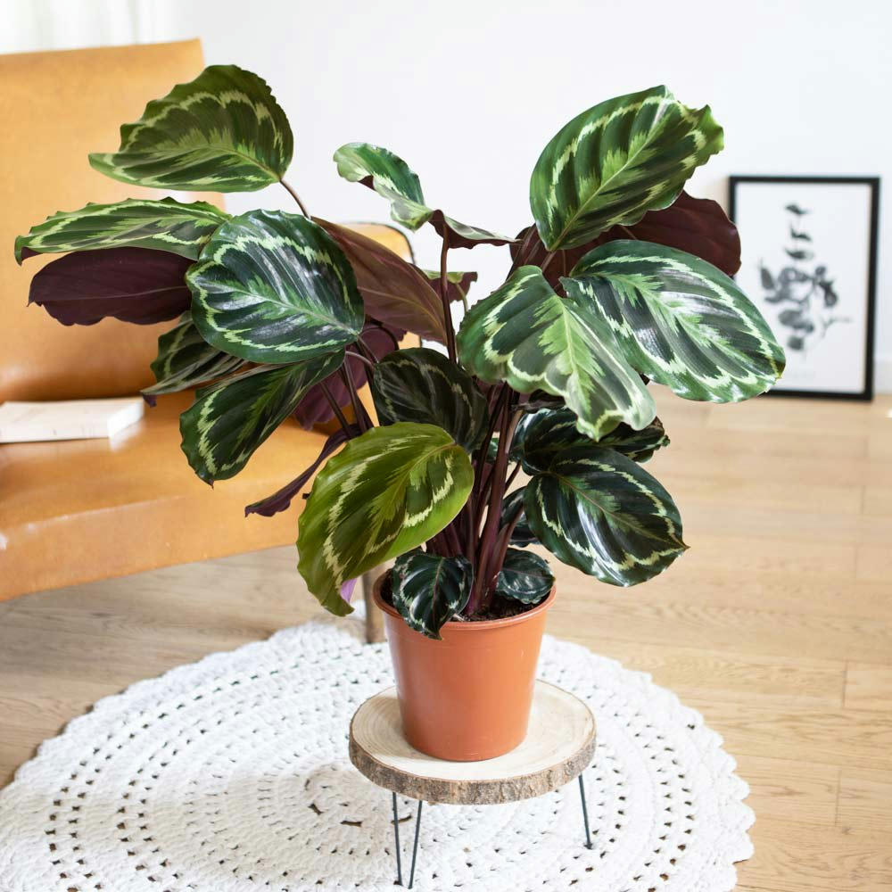 CALATHÉA MÉDAILLON - Plante d'intérieur tropicale calathea sans cache-pot