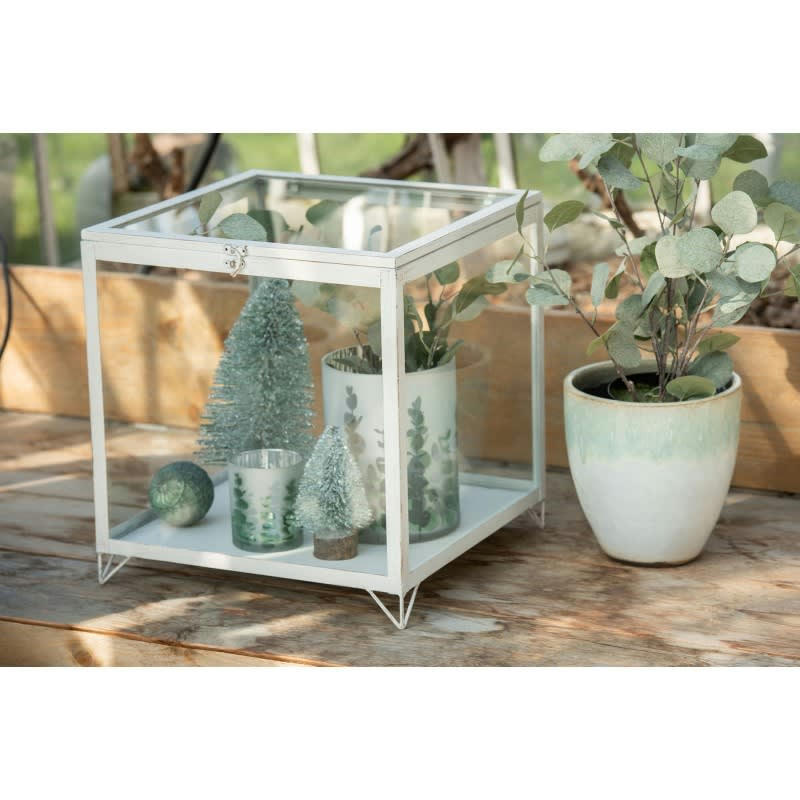 PLANTE - Eucalyptus en pot plastique vert H60cm