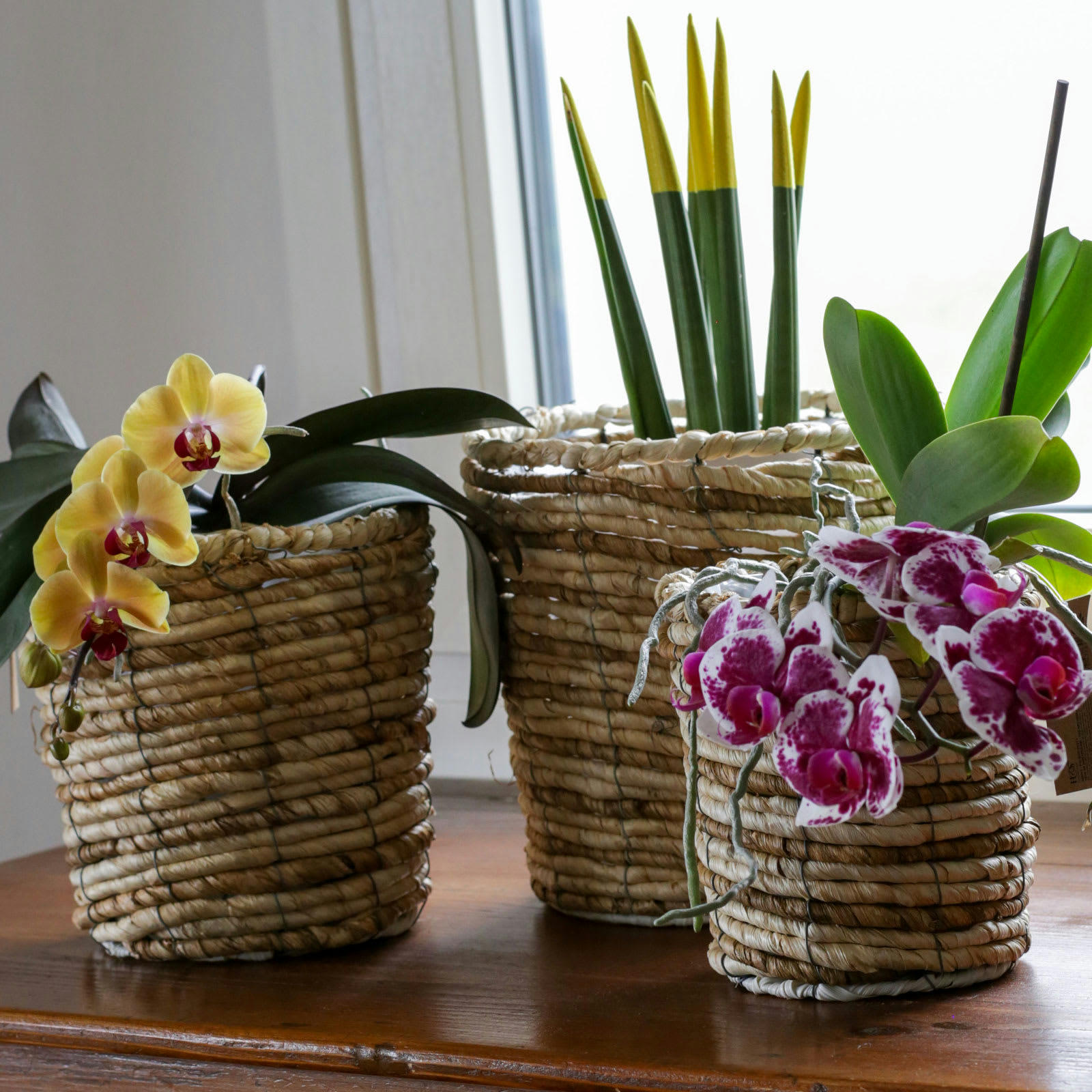 - Set 3 cache-pots en paille avec intérieur en plastique