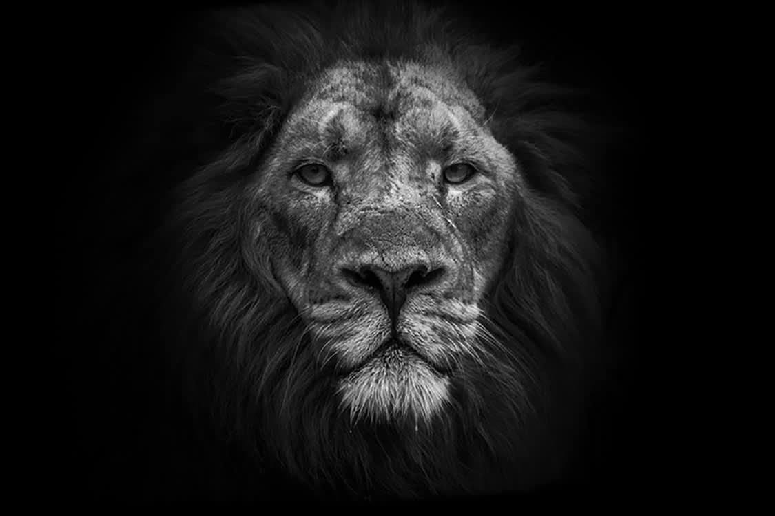 CE LION N'EST PAS UN TROPHEE - Photographie d'art de Guillaume Mordacq  60x90 cm sur plexi
