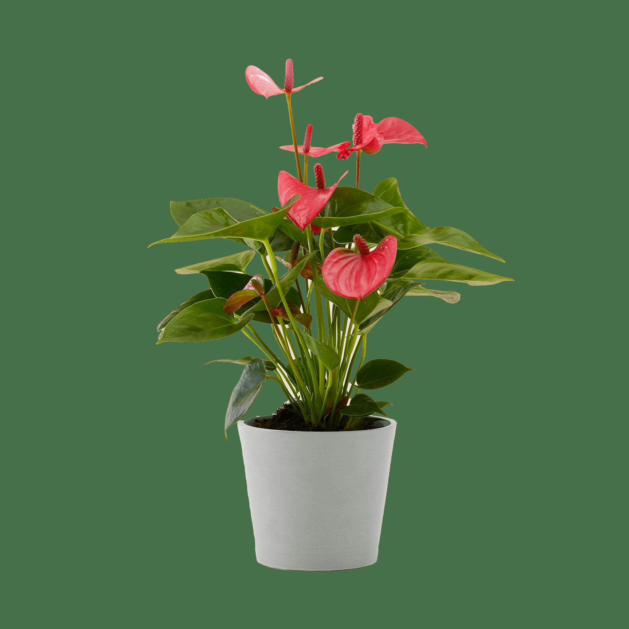 - Plante d'intérieur - Anthurium rose 50 cm en pot blanc gris