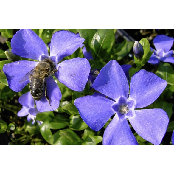 Kleines Immergrün, Vinca minor, Blattfarbe: grün, Blüte: blau