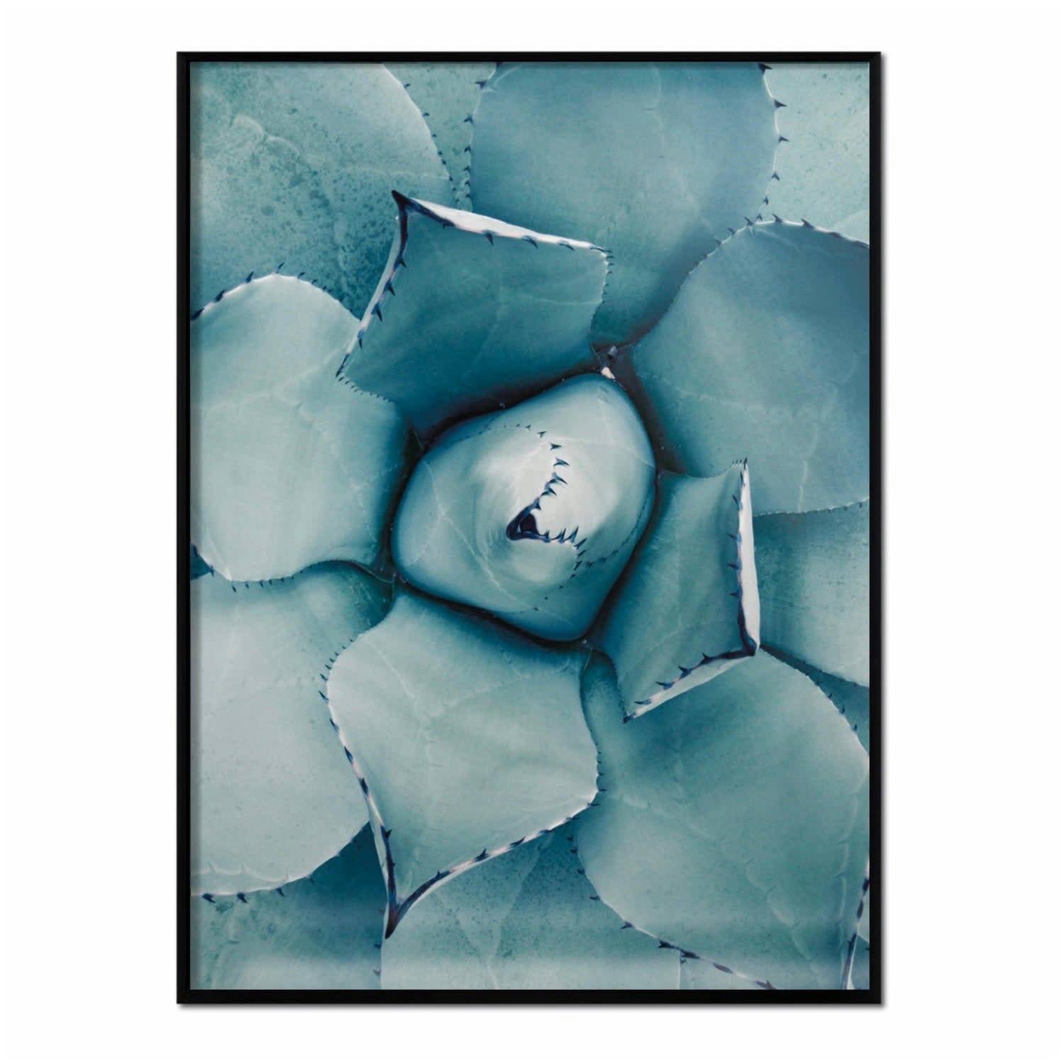 SUCULENTAS - Affiche avec cadre noir - Aloe Vera - 50x70