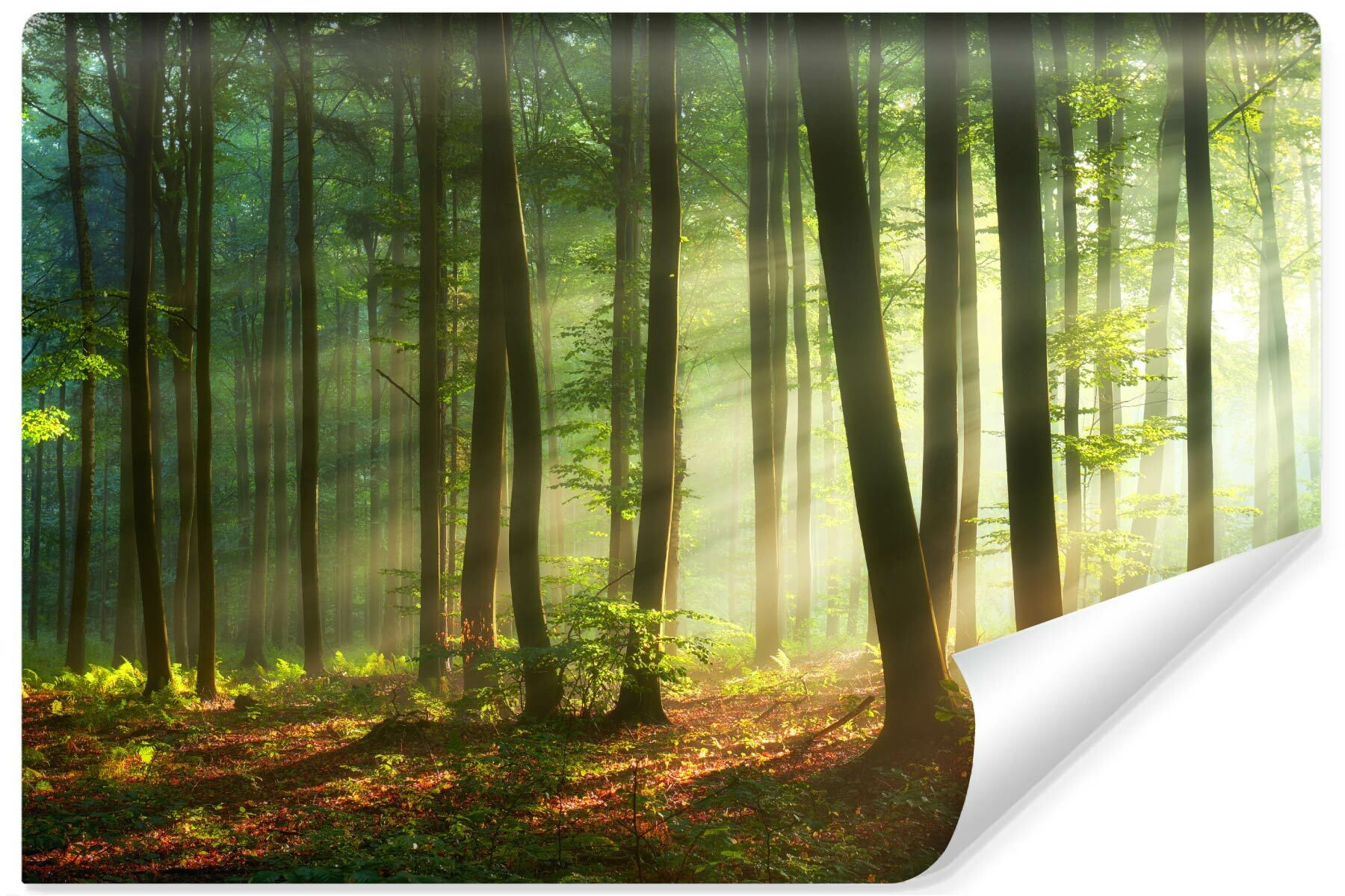 Fototapeta Do Jadalni Las O Wschodzie Słońca 90x60cm