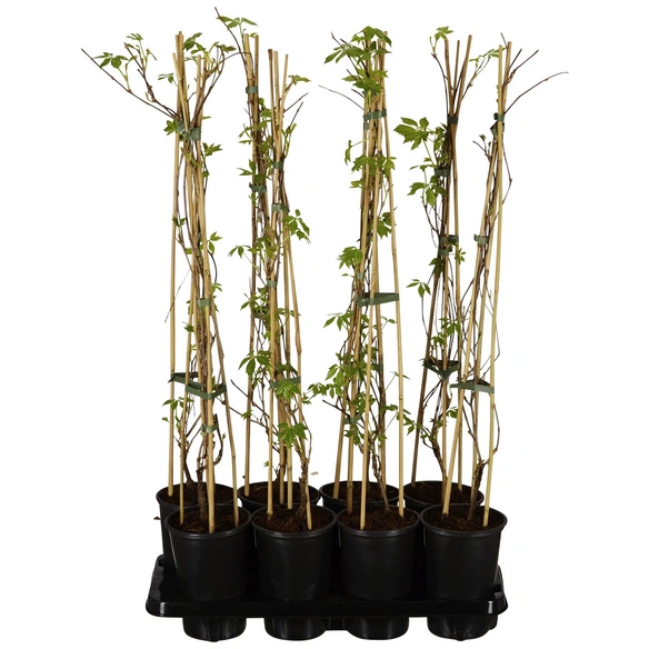 Wilder Wein, Parthenocissus quinquefolia »Engelmanii«, creme, winterhart