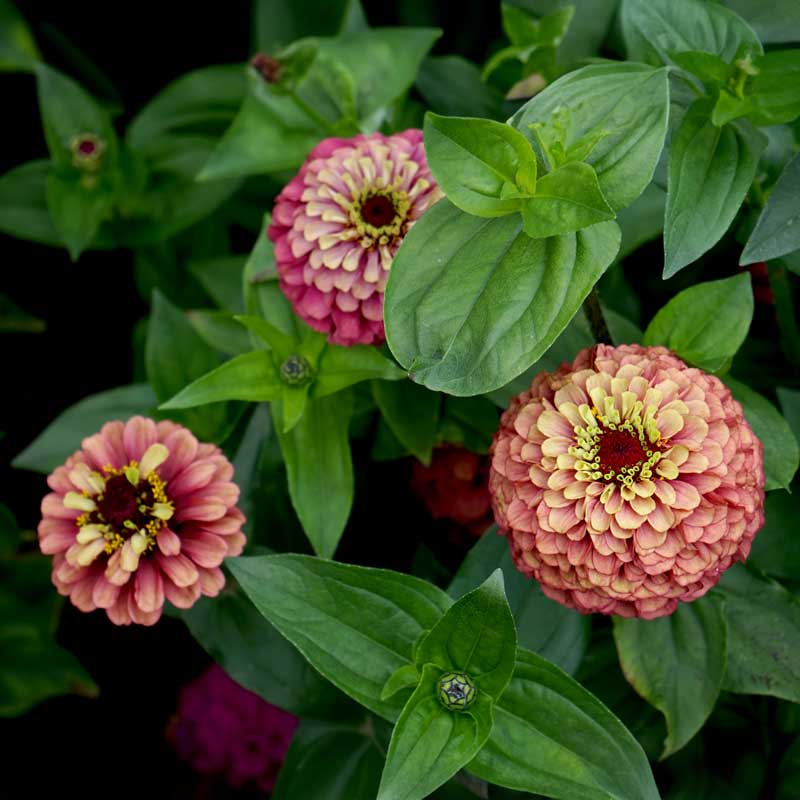 Zinnia 'Queeny Red Lime'