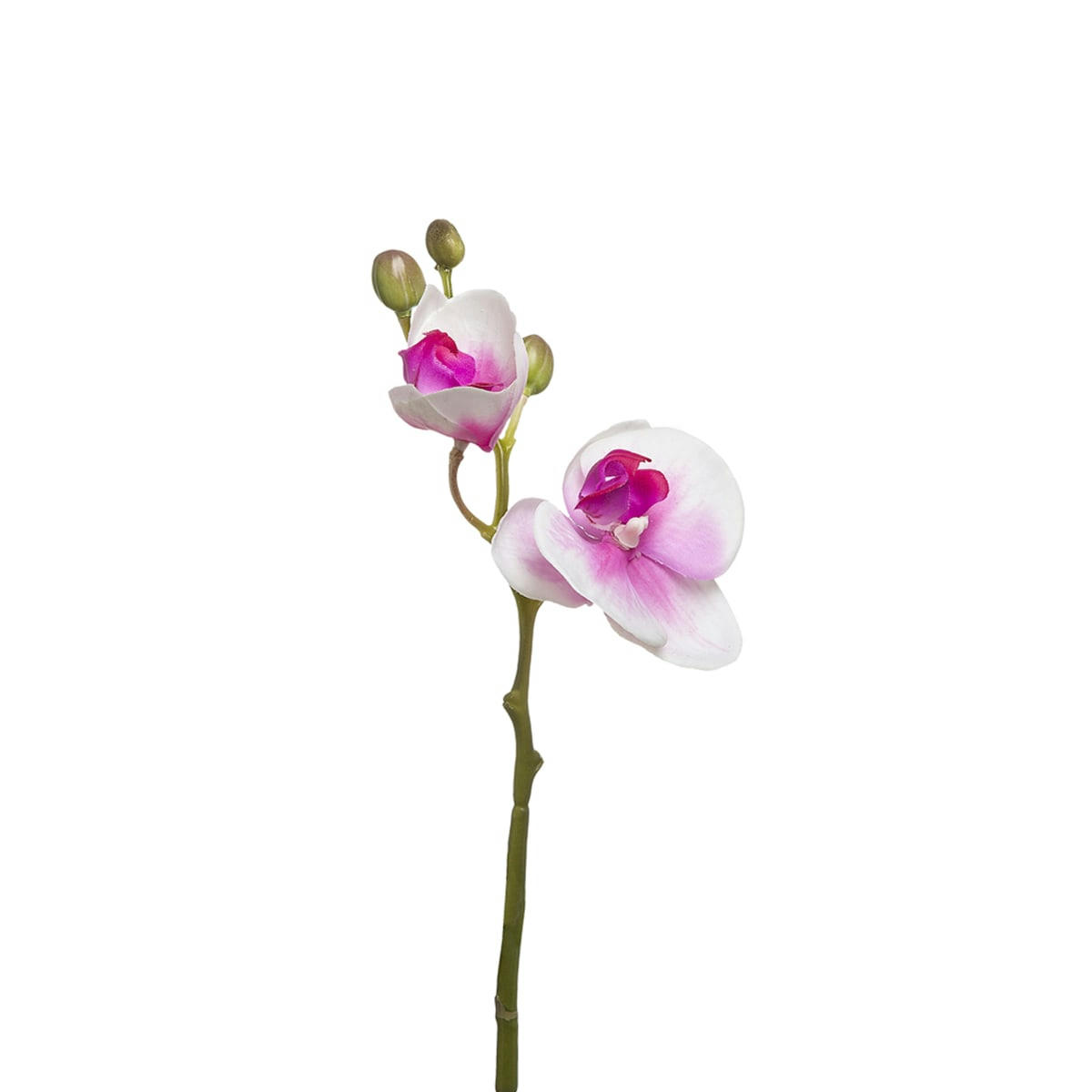 FOREVER - Orchidée Phalaenopsis Forever H32cm