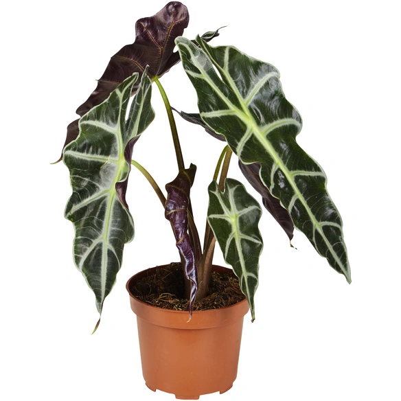 Alokasie, Alocasia sanderiana »Polly«