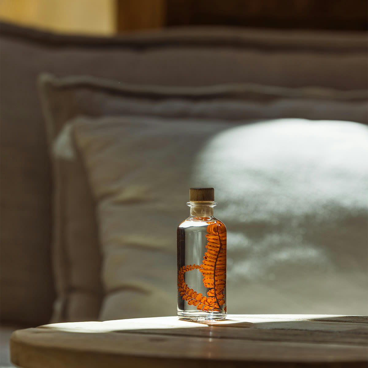 HERBARIUM DE THEOPHILE - Plante immergée Fougère Felci rouge