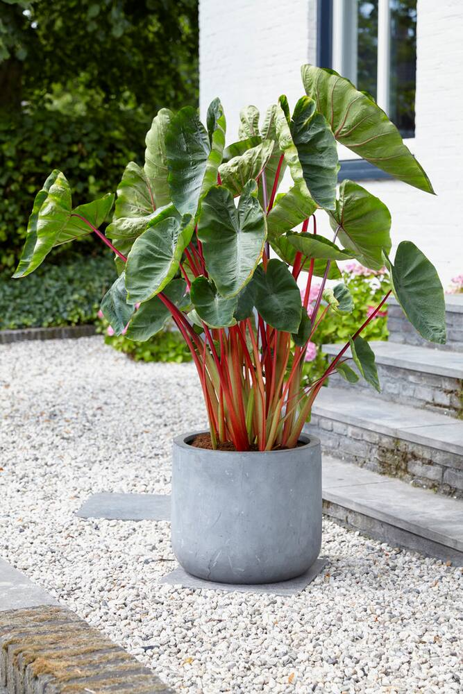 Bulbs Are Easy, Elephant Ear Bulb, Colocasia Cintho Hawaiian Punch, Ready to Plant for your Home Garden