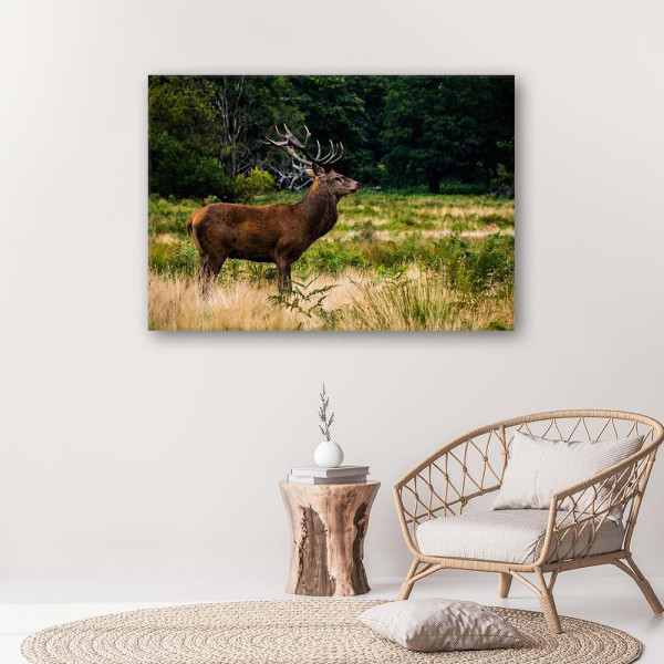 Feeby Obraz na płótnie Jeleń na rykowisku 60x40