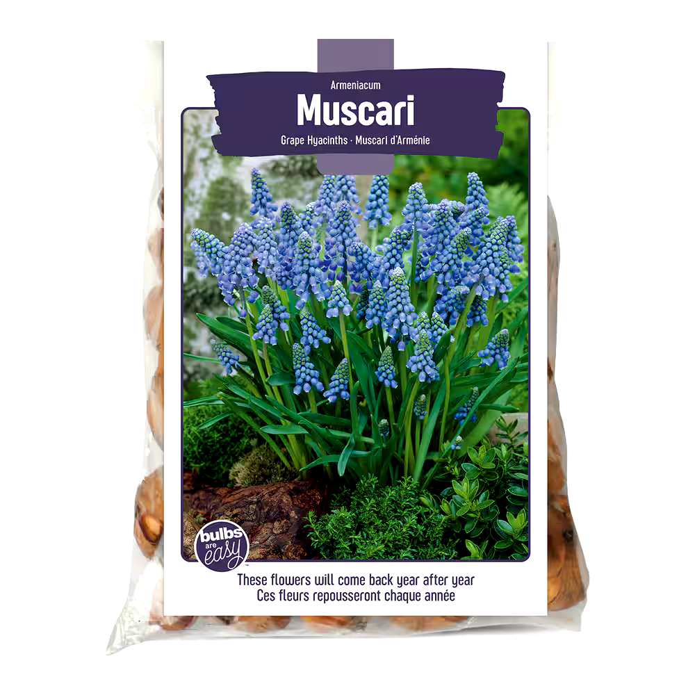 Bulbs Are Easy, Grape Hyacinth Muscari Bulbs, Ready to Plant for your Home Garden