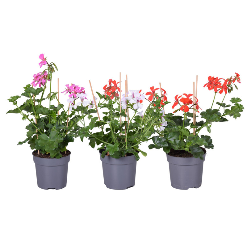 Géranium Lierre à fleurs simples en pot