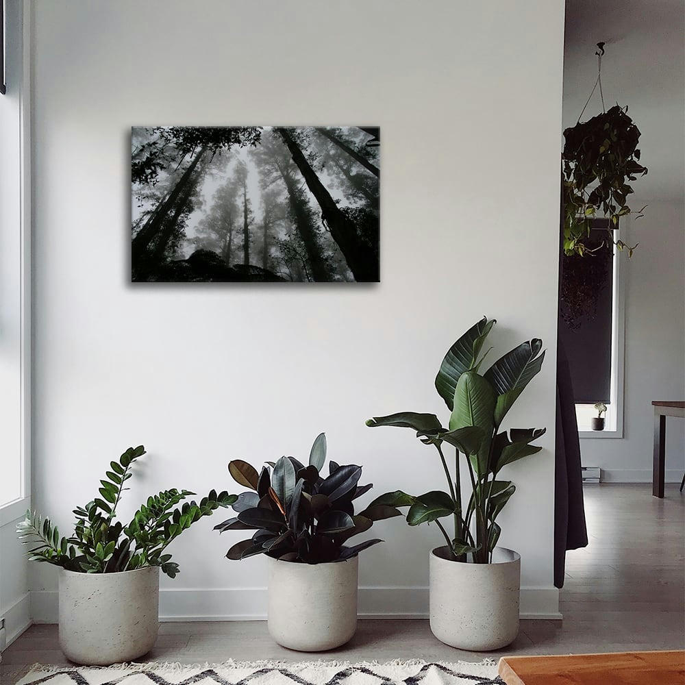 - Tableau impression sur toile brouillard dans les cimes 60x90cm