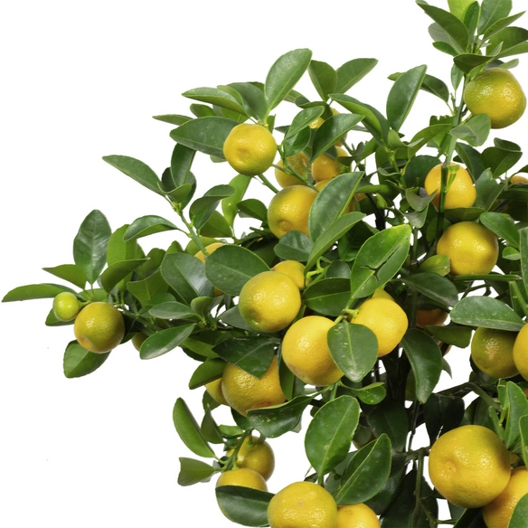 Calamondinorange, Citrofortunella Microcarpa