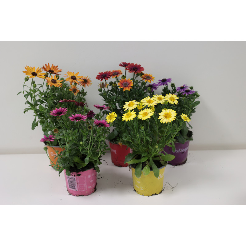 Osteospermum en pot