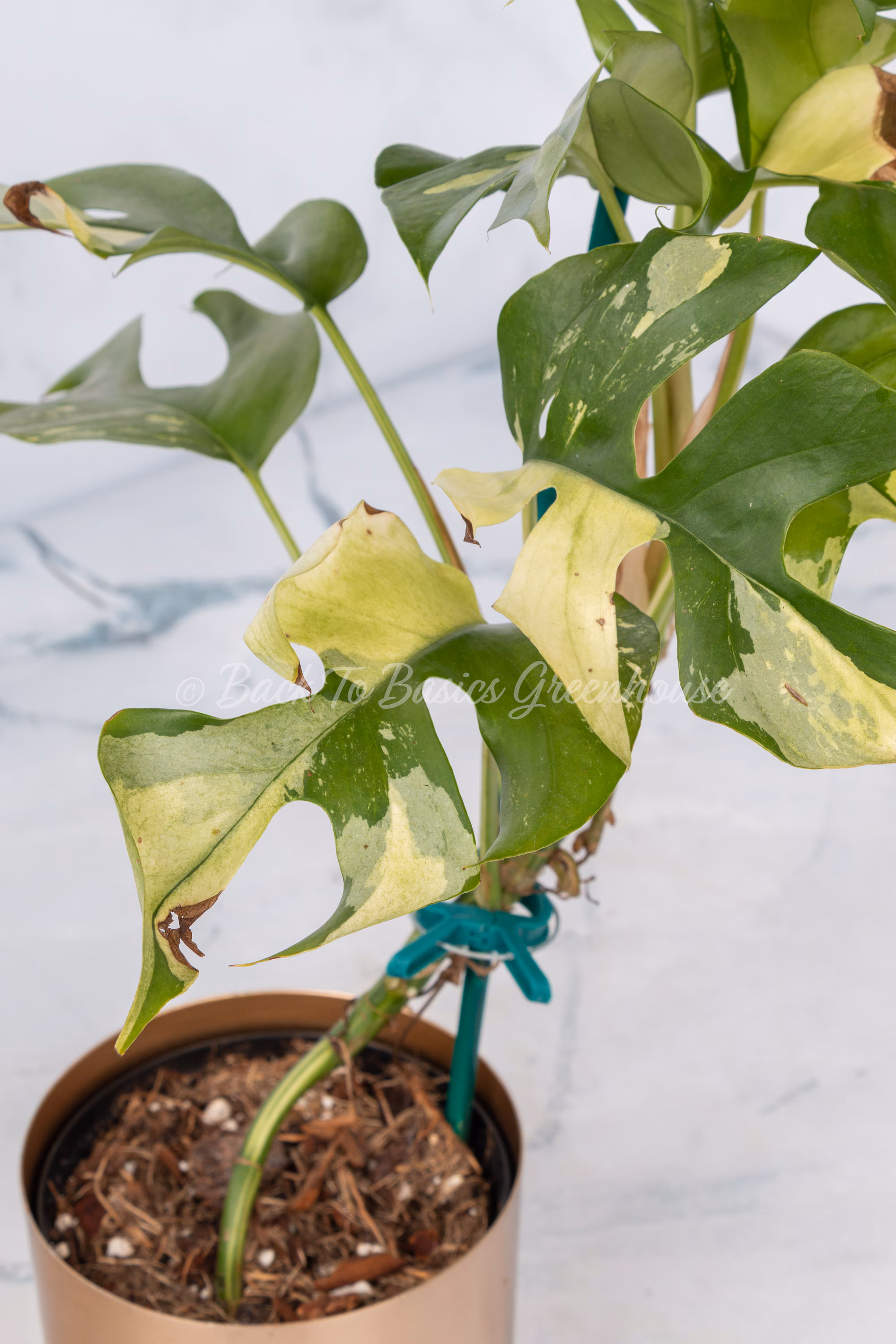 Variegated Rhaphidophora Tetrasperma Rooted Plants and Cuttings Albo Mini Monstera