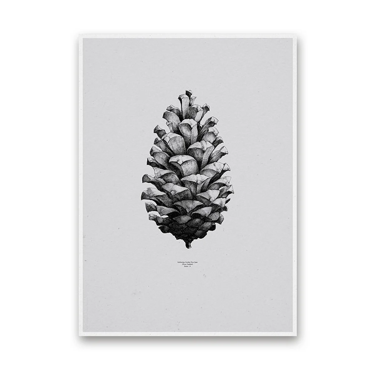 Paper Collective - Nature 1:1 Pine Cone (grey)