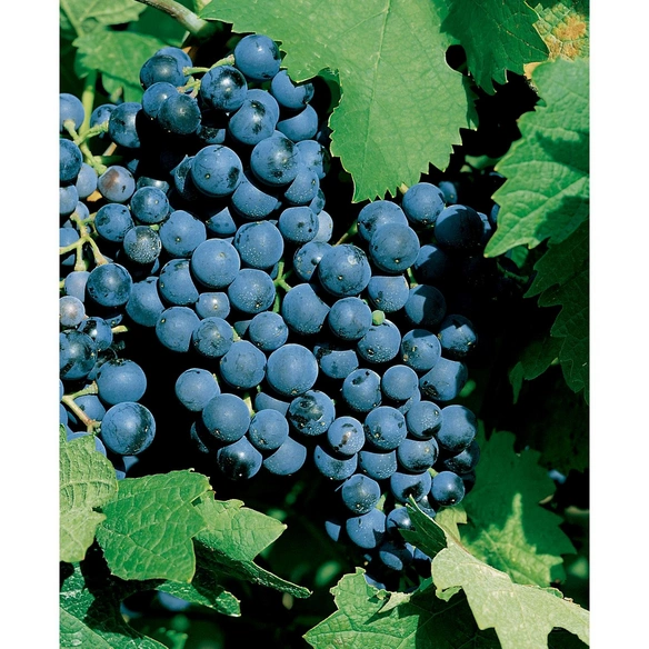 Weinrebe, Vitis vinifera »Dornfelder« Blüten: creme, Früchte: blau, essbar