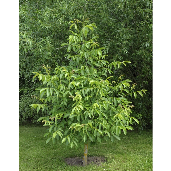 Walnuss, Juglans regia, Topfgröße: 25,5 cm