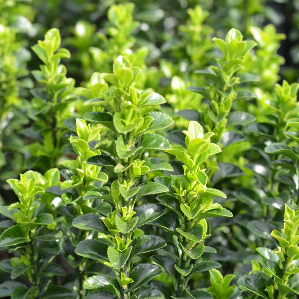 Spindelstrauch, Euonymus japonicus »Green Spire«, weiß, winterhart