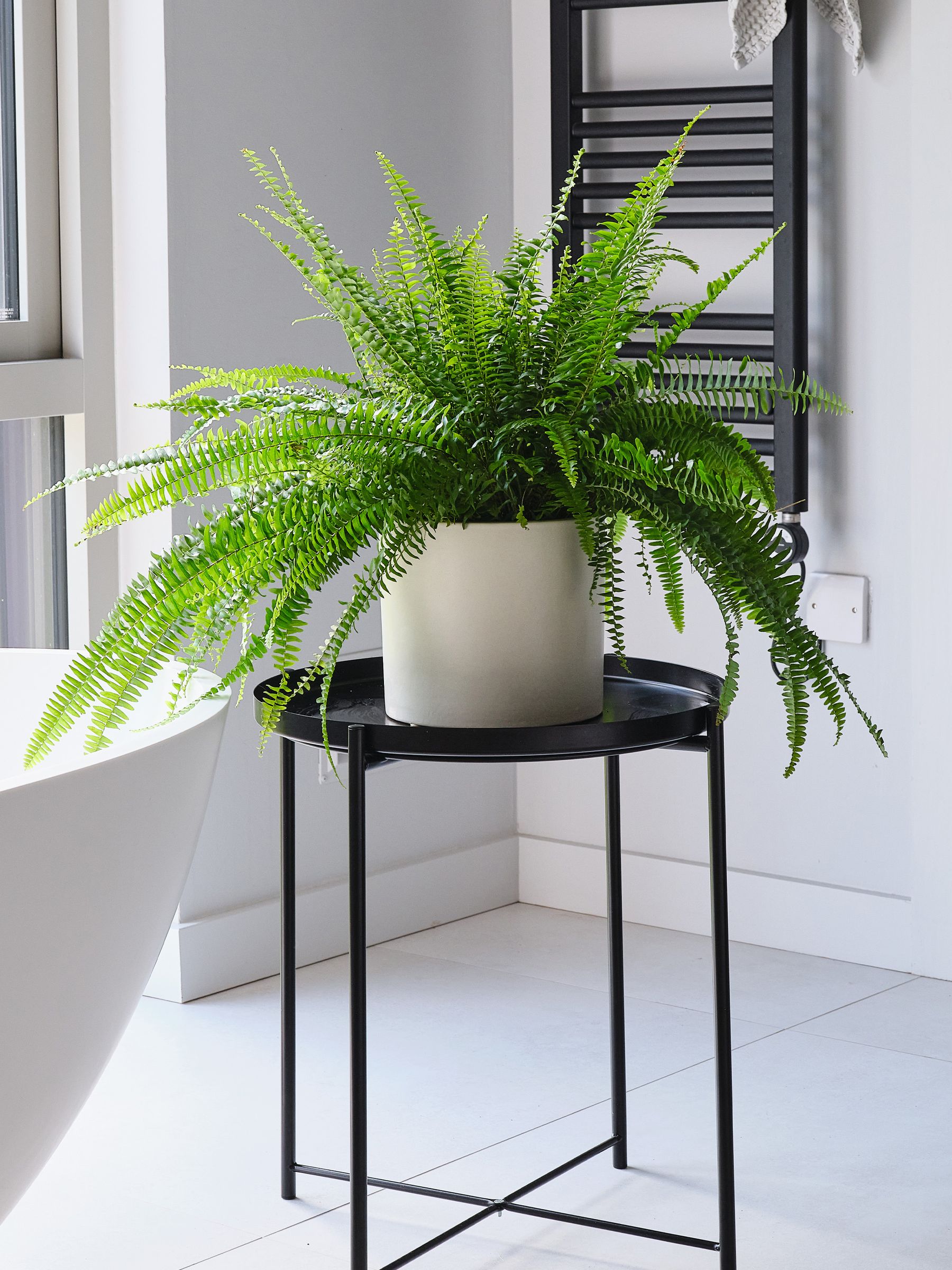 Beards & Daisies Oyster Boston Fern & Real Boston Fern Plant in Earthenware Pot