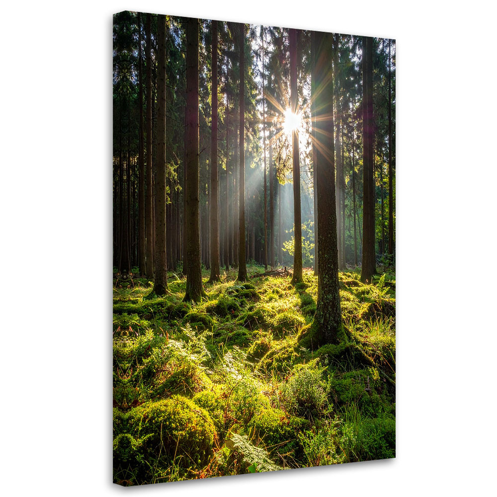 Obraz do salonu sypialni biura, Las drzewa wschód słońca 20x30