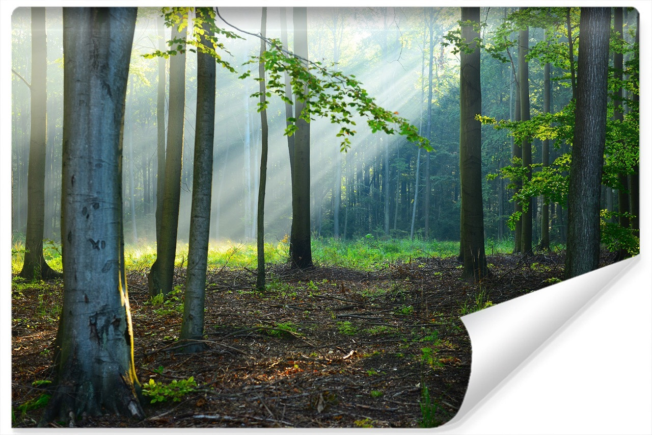 Fototapeta LAS Promienie Słońca Przyroda 90x60cm