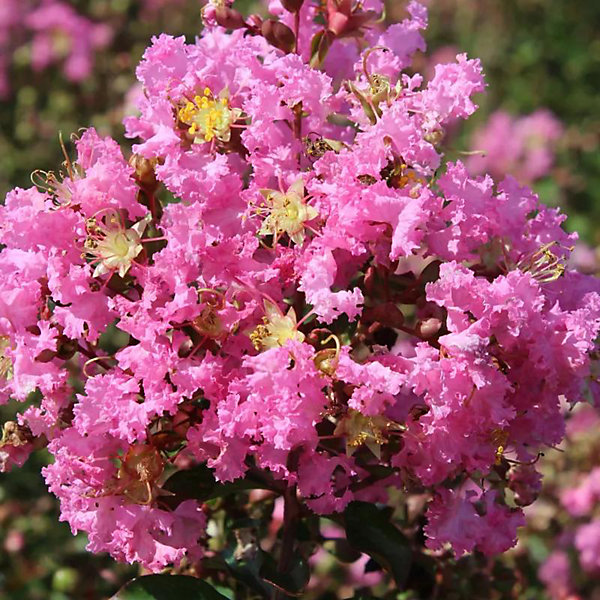 Arbres et plantes - LAGERSTROEMIAJeanne desmartis - Pot 7,5 L - 150cm - Rose - Extérieur