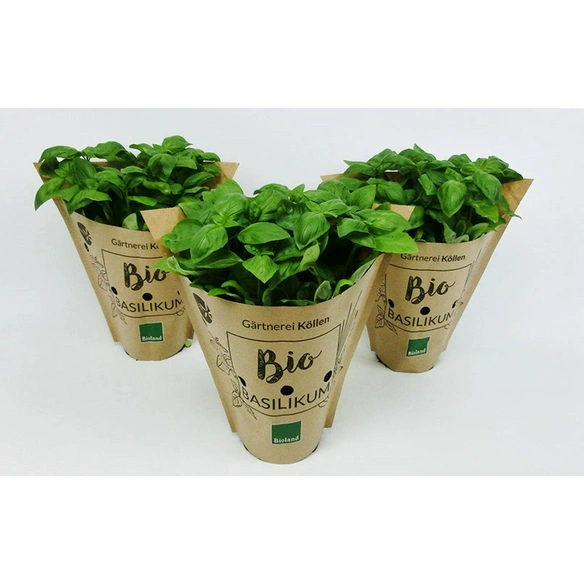 Basilikum, Ocimum basilicum, aktuelle Pflanzenhöhe ca.: 25 cm, im Topf