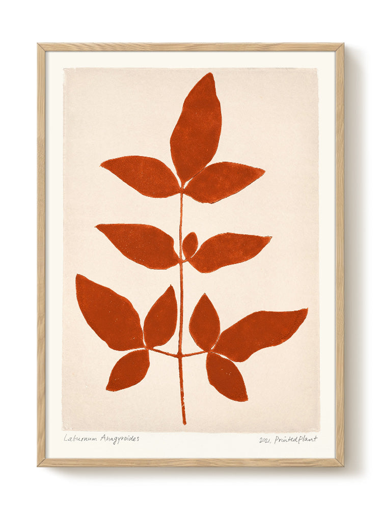 PrintedPlant - Laburnum Anagyroides II - PSTR studio Kunst Poster
