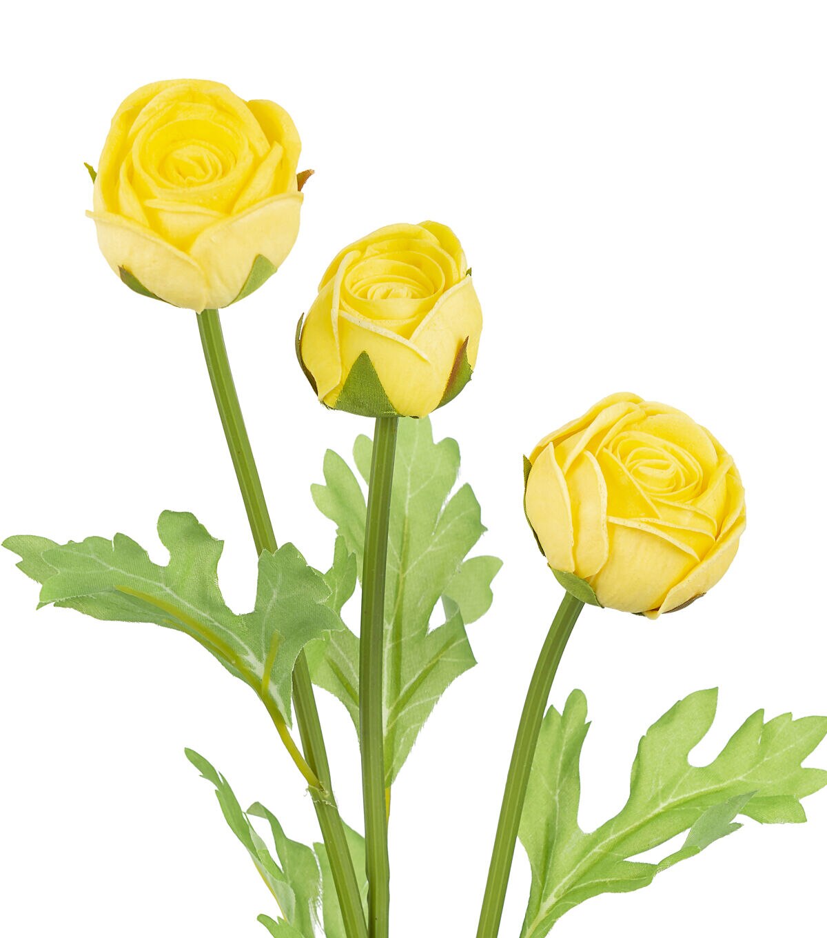 23 Yellow Ranunculus Stem by Bloom Room