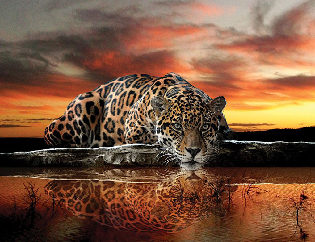 Fototapete Vlies Jaguar