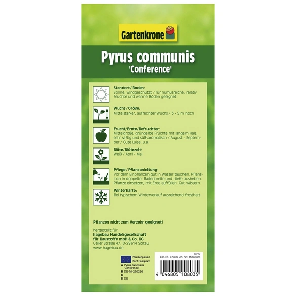 Birne, Pyrus communis »Conference«, Früchte: süß
