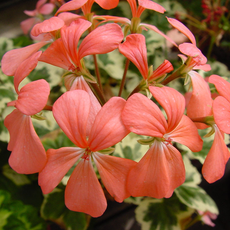 Zonalpelargon 'Goosebrook Jackey Tickner'