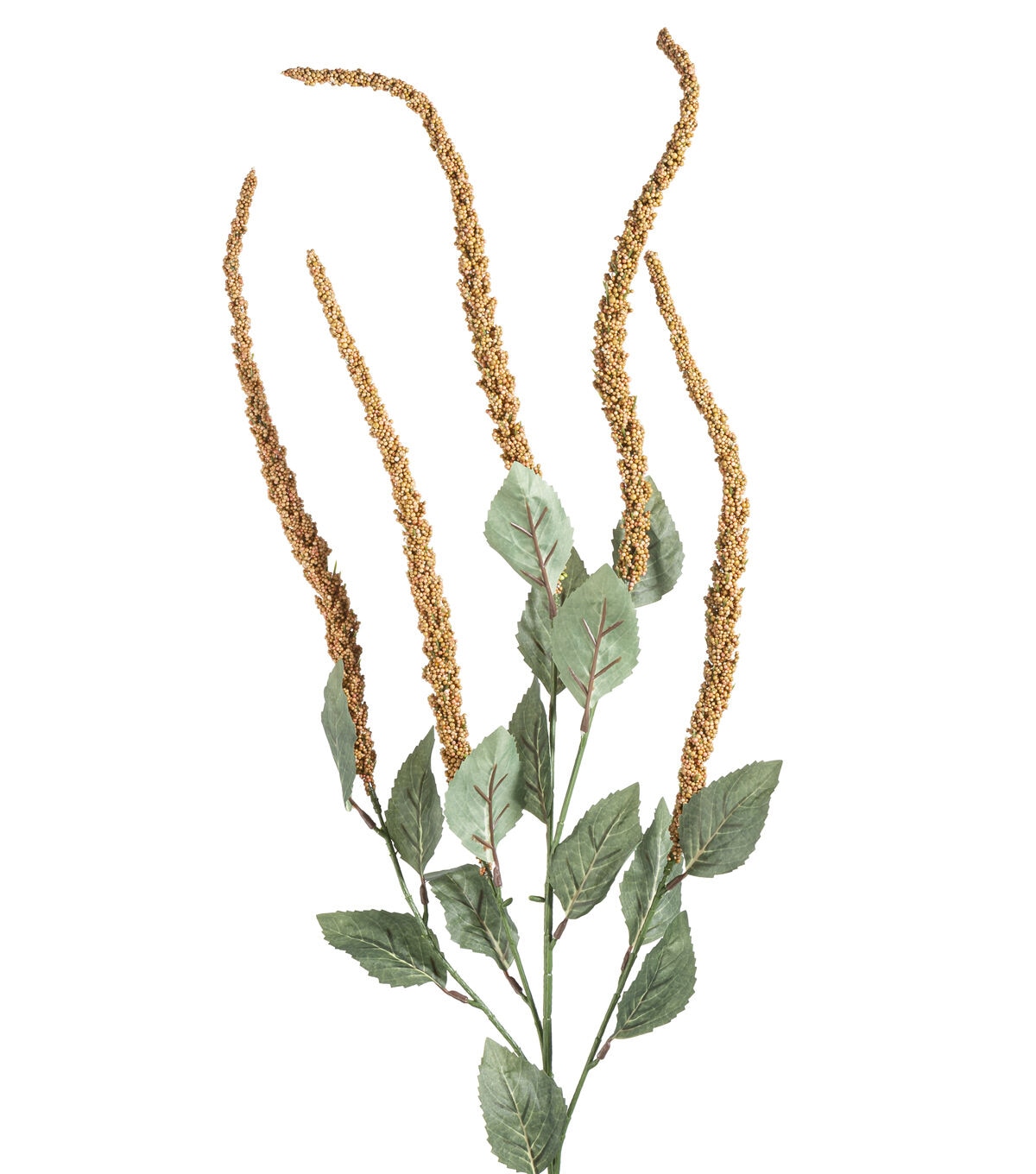 30 Toast Amaranthus Stem by Bloom Room