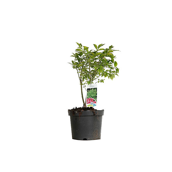 Fusain ailé 'Compactus' - Euonymus alatus 'Compactus'- 60-80 cm pot