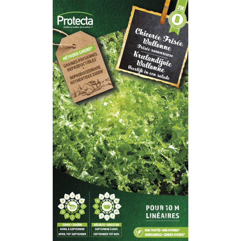 Semences de chicorée Frisée Wallonne PROTECTA