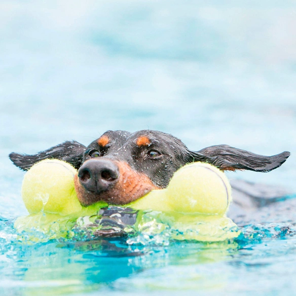 Hundespielzeug, mehrfarbig