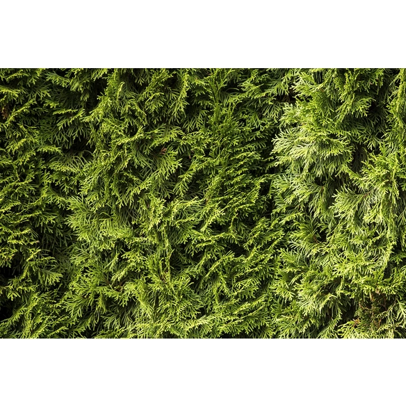 Lebensbaum, Thuja occidentalis »Smaragd«, winterhart