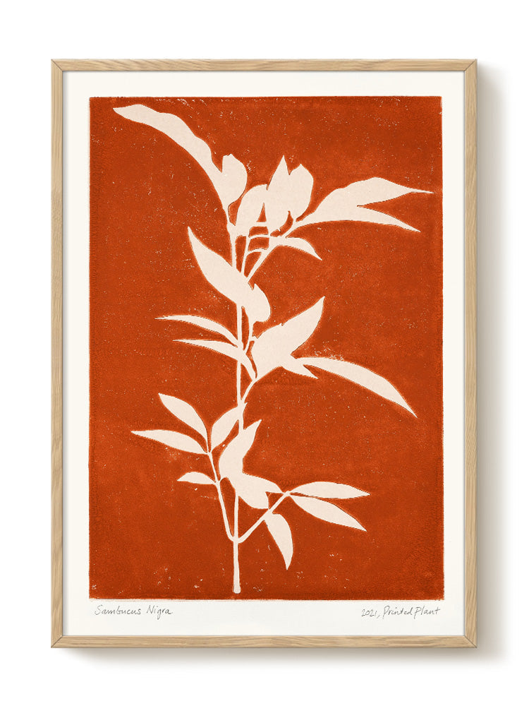 PrintedPlant - Sambucus Nigra - PSTR studio Kunst Poster