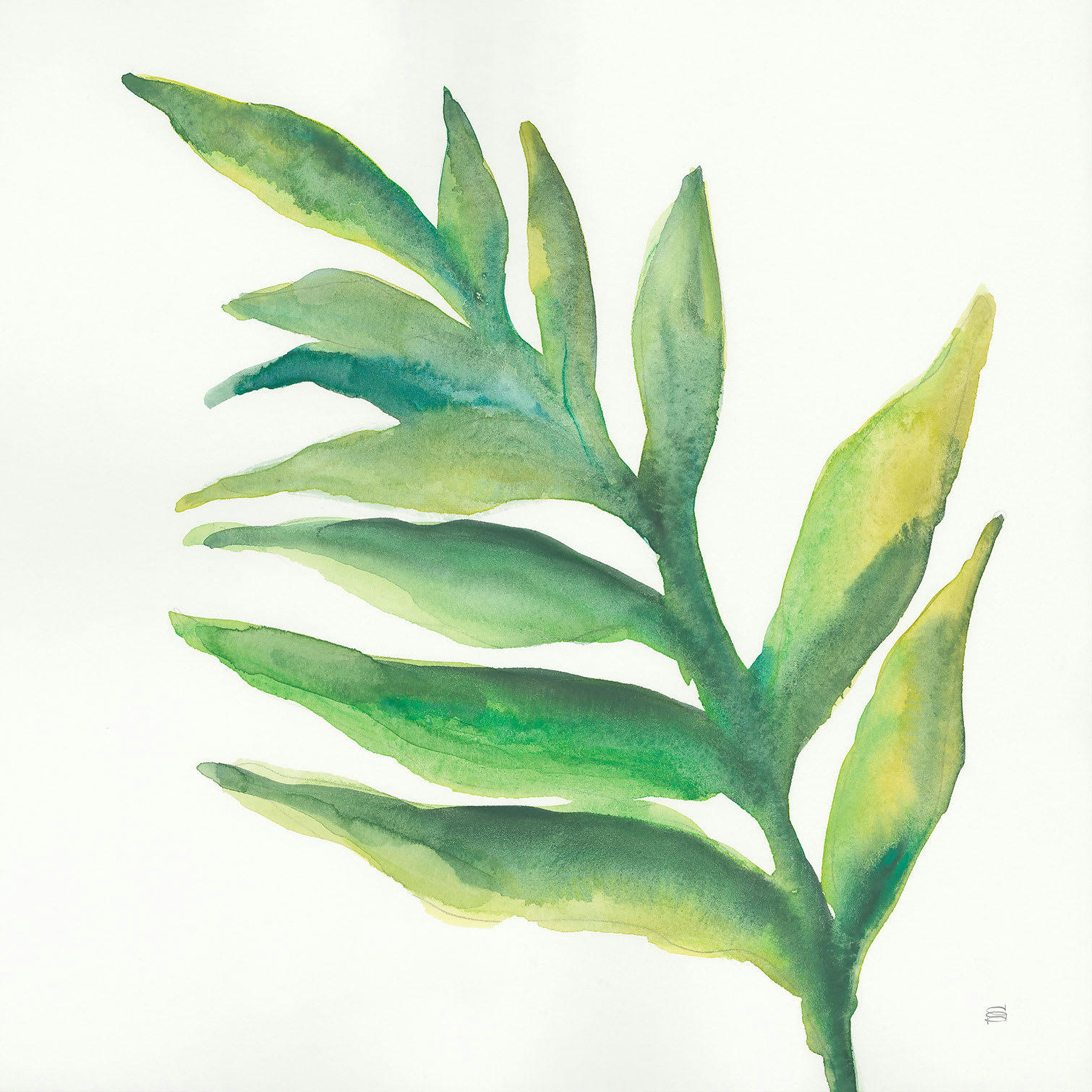 - Tableau Plante aloe watercolor imprimé sur toile 50x50cm